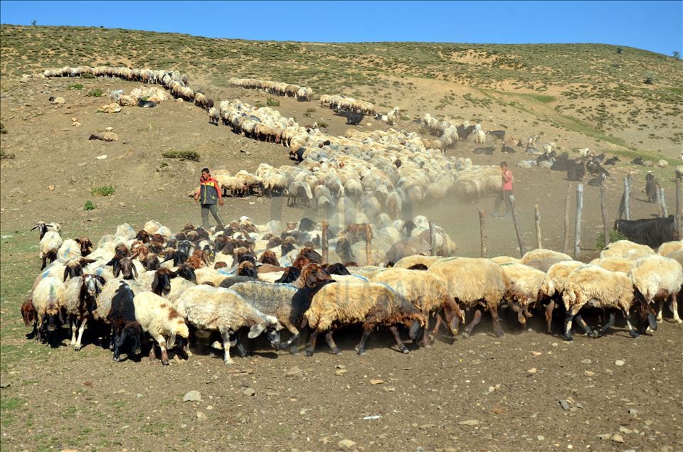 Li zozanên Mûşê pêz didoşin, mast, penêr û rûn çêdikin