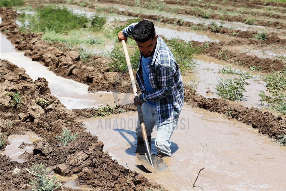 چاندنی برنج له پارێزگای دهۆك