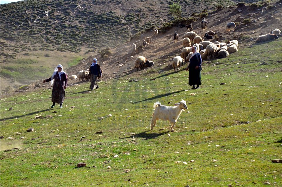 Li zozanên Mûşê pêz didoşin, mast, penêr û rûn çêdikin