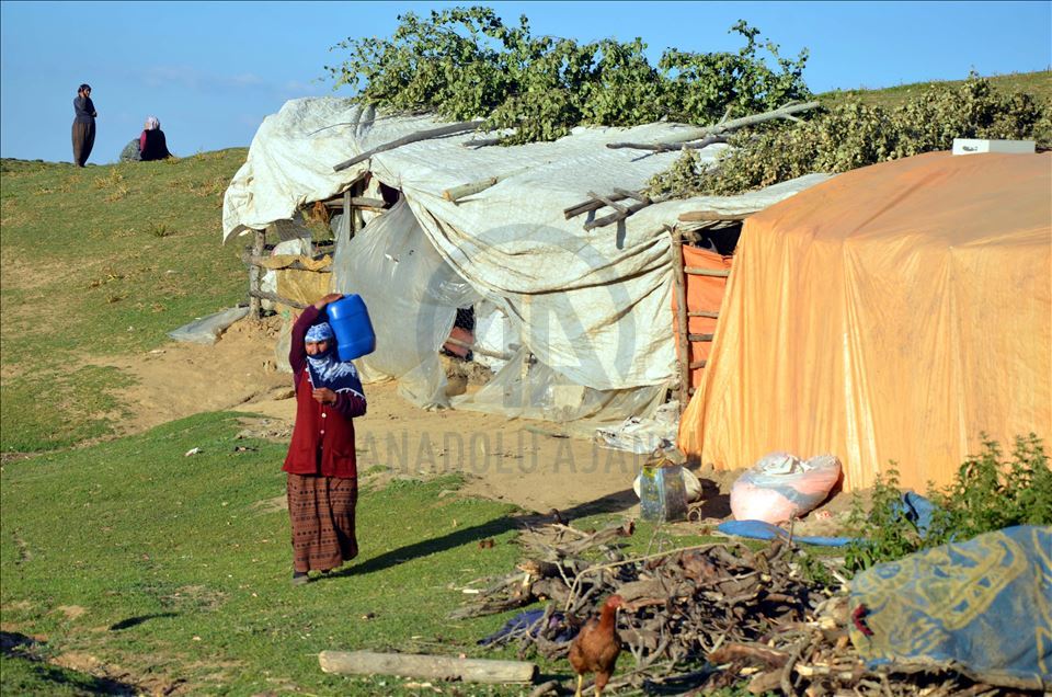 Li zozanên Mûşê pêz didoşin, mast, penêr û rûn çêdikin