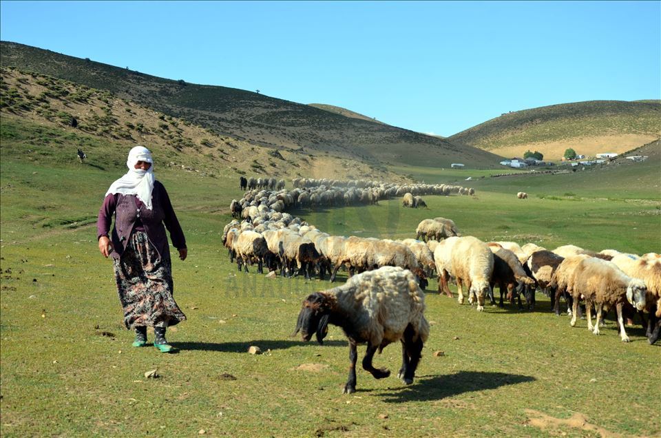 Li zozanên Mûşê pêz didoşin, mast, penêr û rûn çêdikin