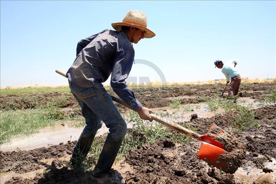 چاندنی برنج له پارێزگای دهۆك