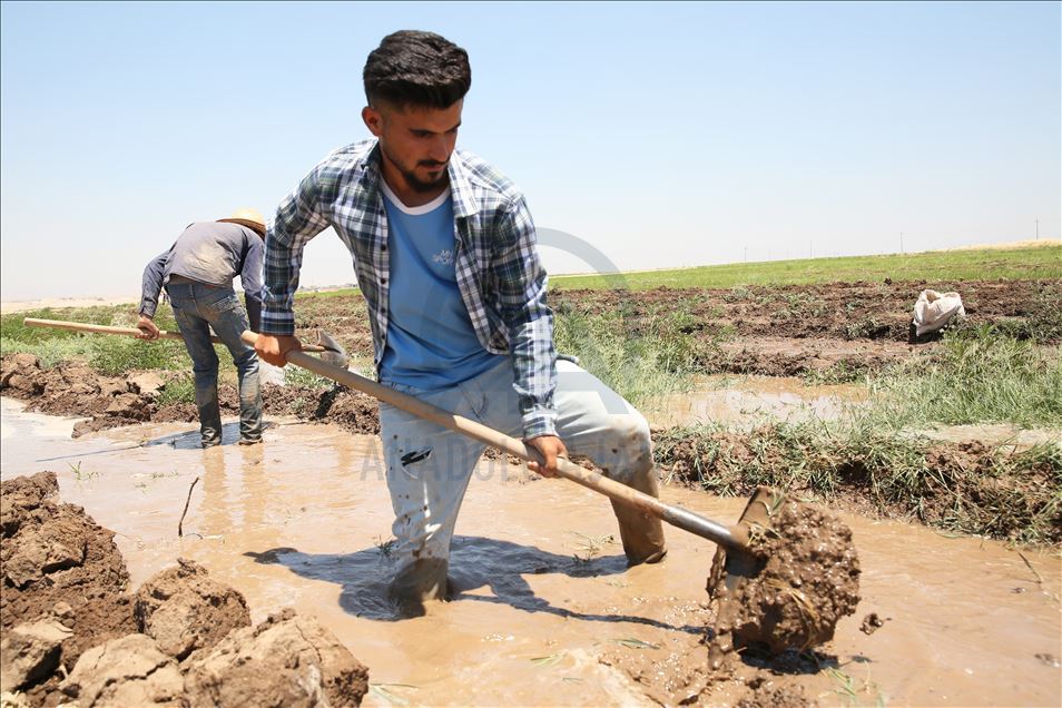 چاندنی برنج له پارێزگای دهۆك