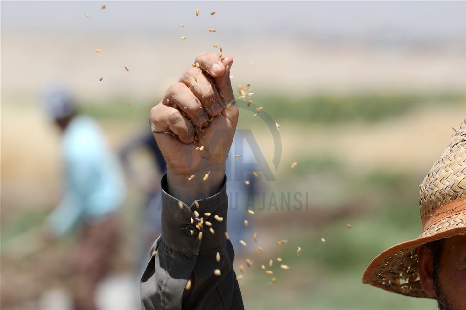 چاندنی برنج له پارێزگای دهۆك