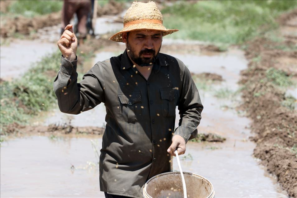 چاندنی برنج له پارێزگای دهۆك