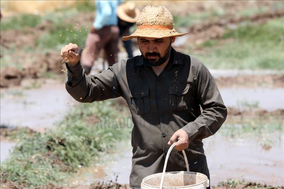 چاندنی برنج له پارێزگای دهۆك