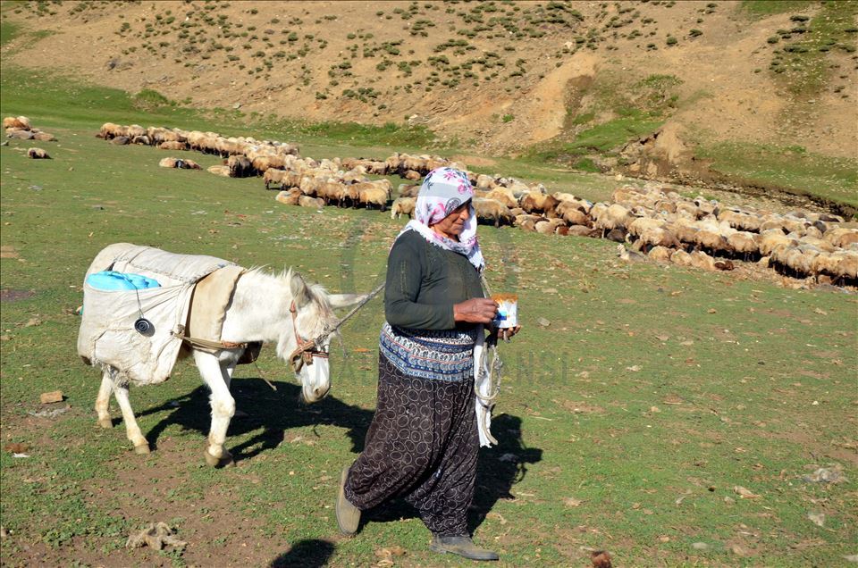 Li zozanên Mûşê pêz didoşin, mast, penêr û rûn çêdikin
