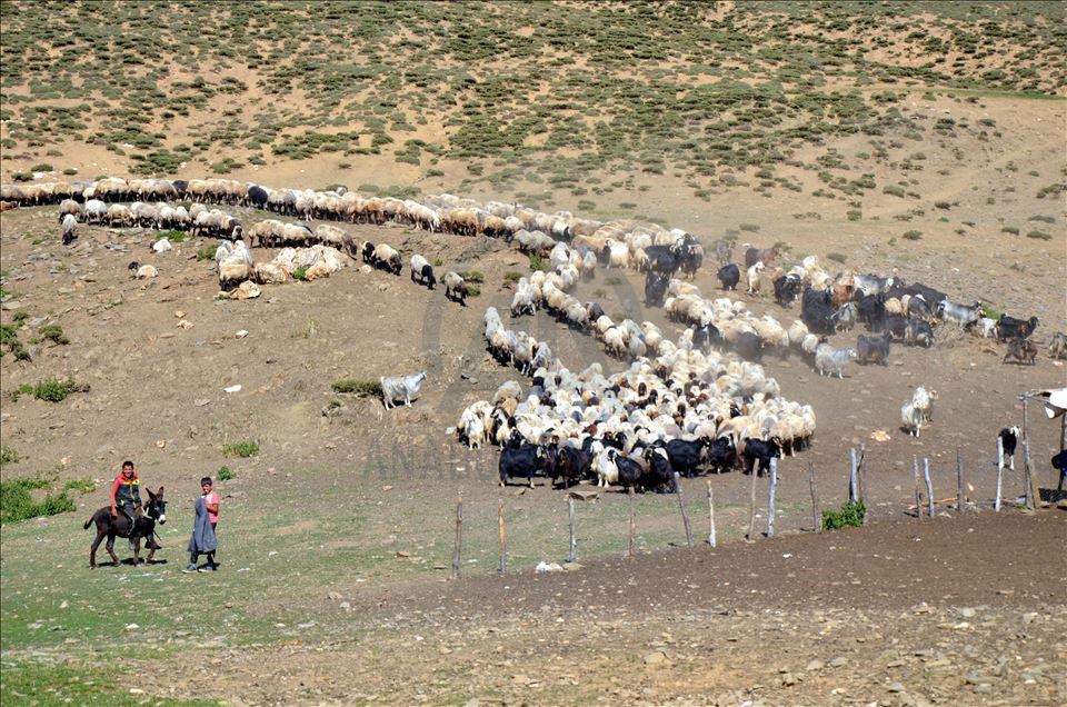 Li zozanên Mûşê pêz didoşin, mast, penêr û rûn çêdikin