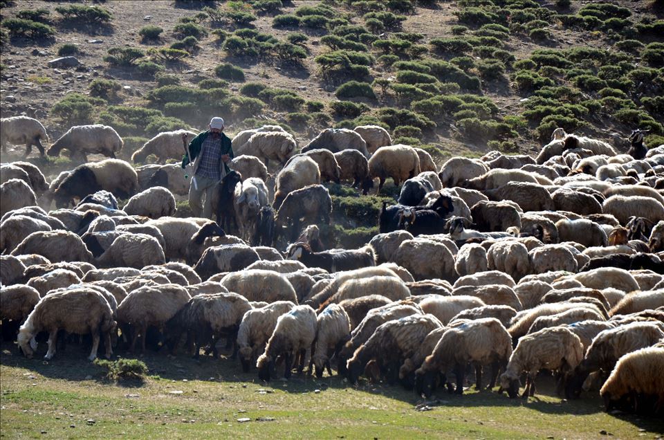 Li zozanên Mûşê pêz didoşin, mast, penêr û rûn çêdikin