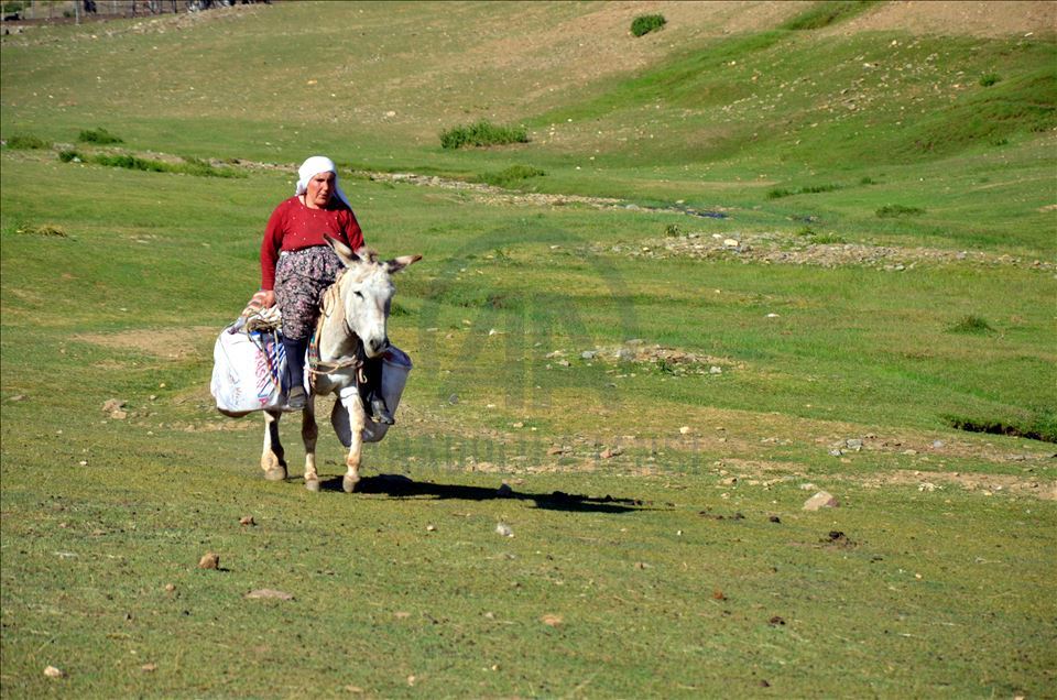 Li zozanên Mûşê pêz didoşin, mast, penêr û rûn çêdikin