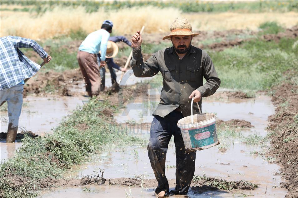 چاندنی برنج له پارێزگای دهۆك