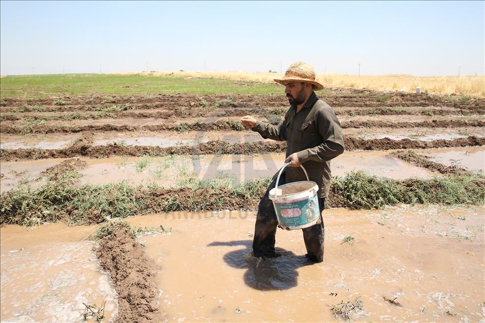 چاندنی برنج له پارێزگای دهۆك