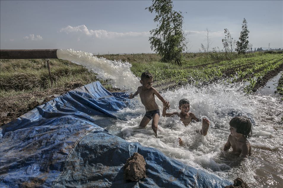 Hatay'da çocuklar, sulama suyunun aktığı yerlerde yaptıkları havuzlarda yüzerek serinlemeye çalışıyor

