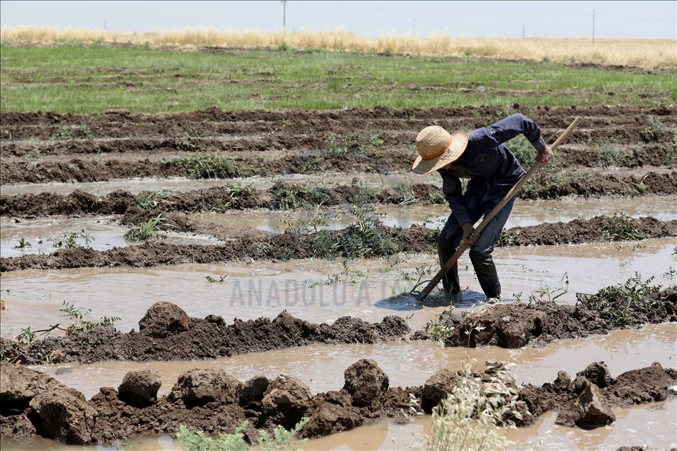 Irak'ta Kovid-19 ve zayıflayan alım gücü nedeniyle çiftçilerin ürünleri tarlada kaldı
 