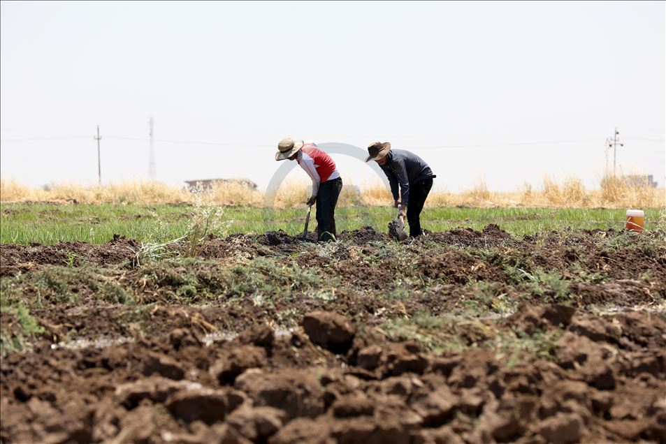 Irak'ta Kovid-19 ve zayıflayan alım gücü nedeniyle çiftçilerin ürünleri tarlada kaldı
 