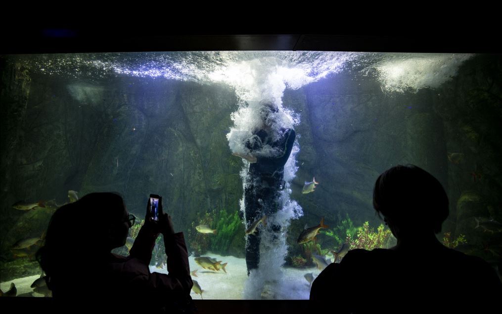 Aquarium diver in Turkey's capital Ankara