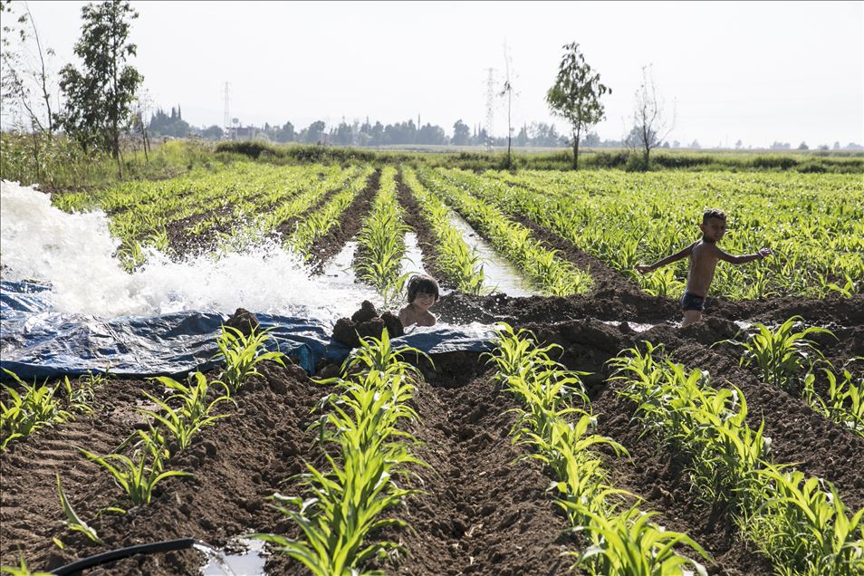 Hatay'da çocuklar, sulama suyunun aktığı yerlerde yaptıkları havuzlarda yüzerek serinlemeye çalışıyor
