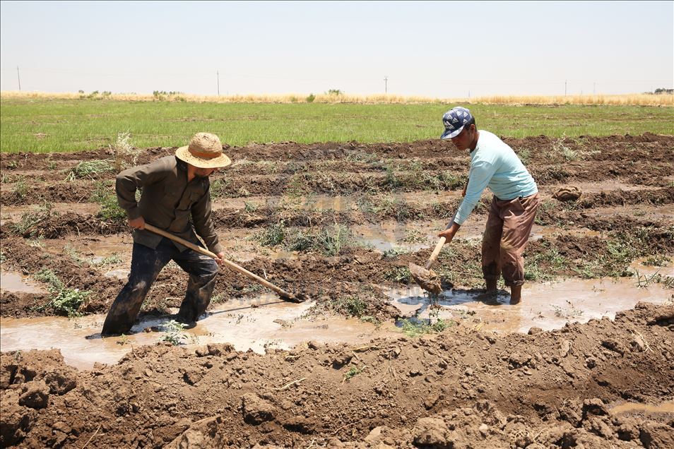 Irak'ta Kovid-19 ve zayıflayan alım gücü nedeniyle çiftçilerin ürünleri tarlada kaldı
 