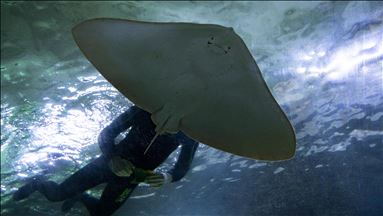 Aquarium diver in Turkey's capital Ankara