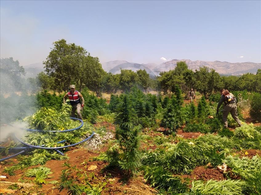 Diyarbakır'da 14 günde 3 ton esrar ve 28 milyon kök Hint keneviri ele geçirildi