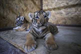 Dos cachorros de tigre de Bengala son exhibidos en un parque natural de Estambul