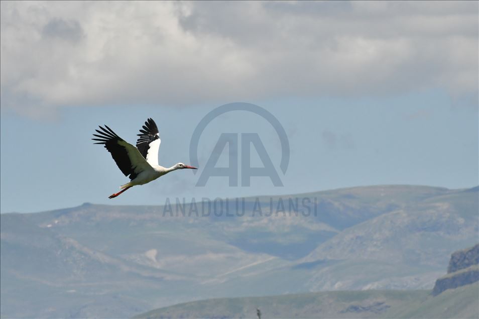 Sariqamîş bi çivîkên koçber şên bû