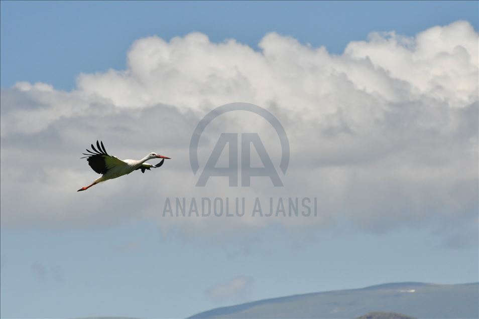 Sariqamîş bi çivîkên koçber şên bû