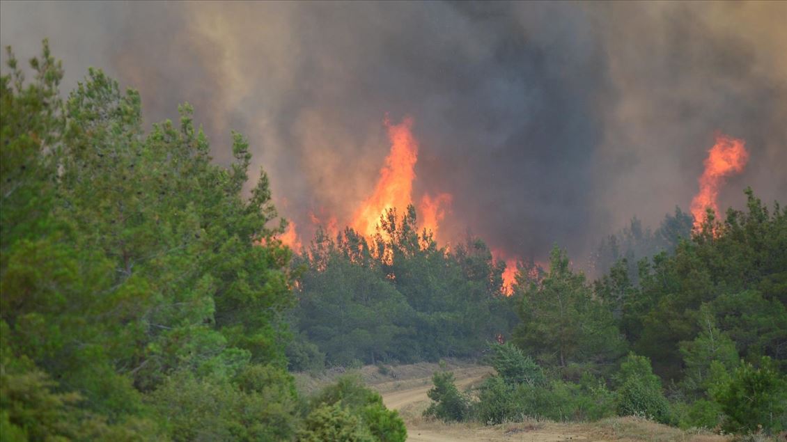 Gelibolu Yarımadası'nda orman yangını çıktı