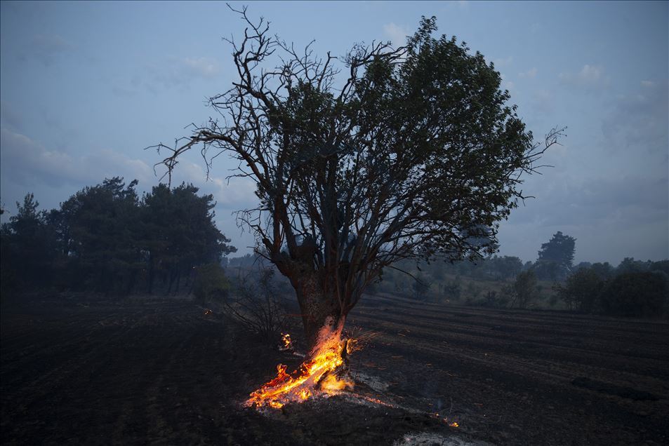 Gelibolu Yarımadası'nda orman yangını çıktı
