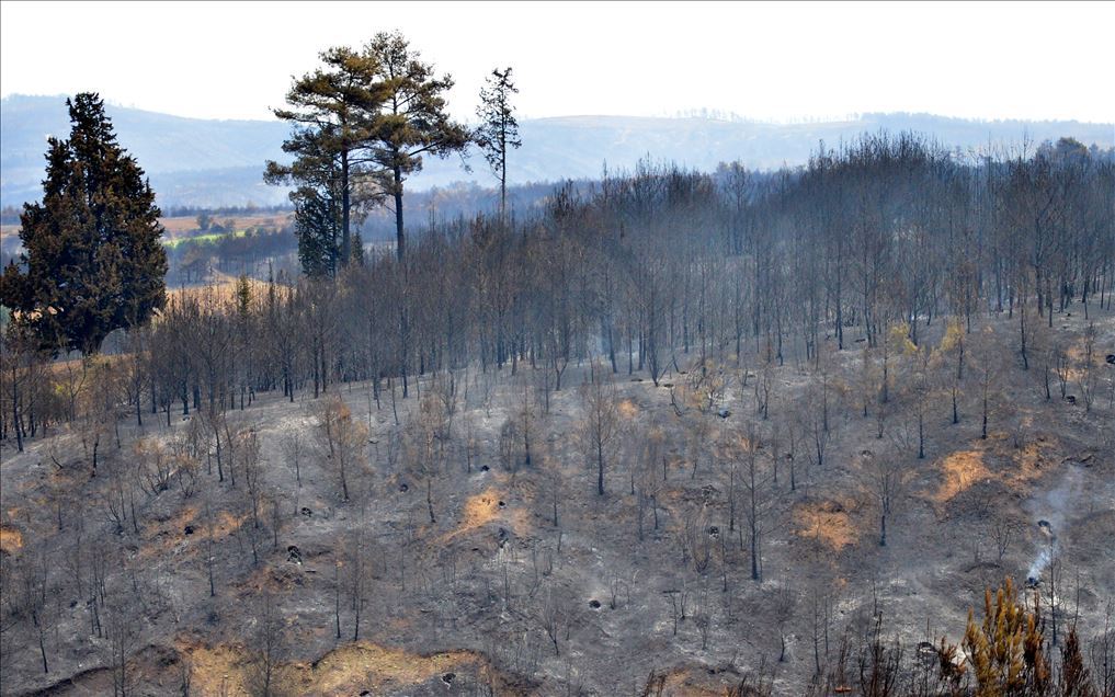 Çanakkale'deki orman yangınına tarım arazisinde yakılan ateşin neden olduğu iddiası araştırılıyor
