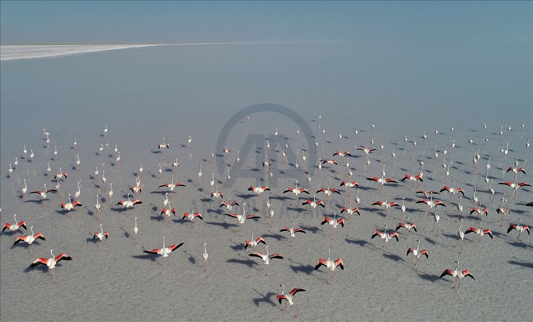 Flamingos at Lake Tuz in Turkey