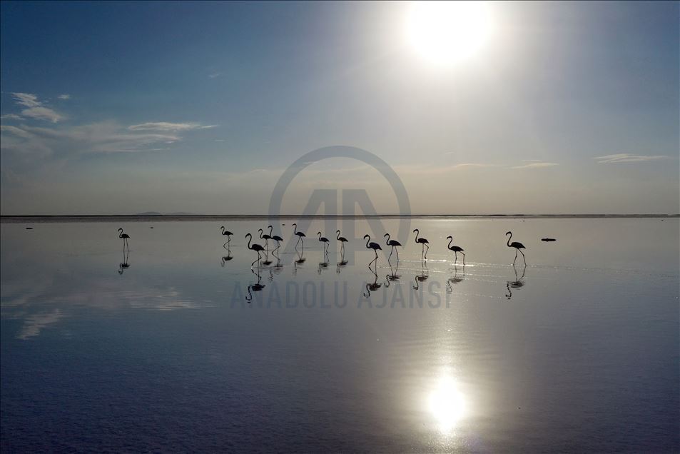 Flamingos invade Lake Tuz, creating very scenic view