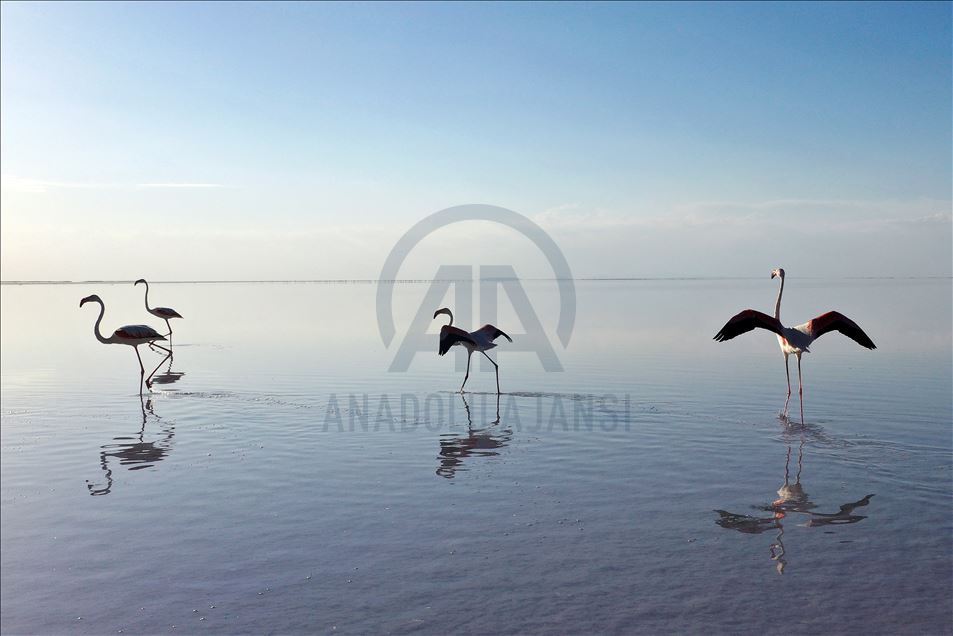 دریاچه توز؛ بهشت فلامینگوها در ترکیه