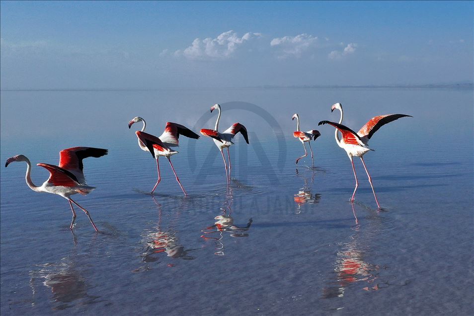Flamingos invade Lake Tuz, creating very scenic view