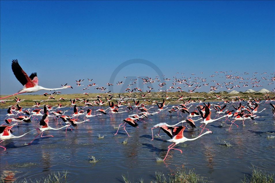 دریاچه توز؛ بهشت فلامینگوها در ترکیه