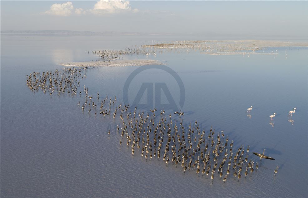 Flamingos at Lake Tuz in Turkey