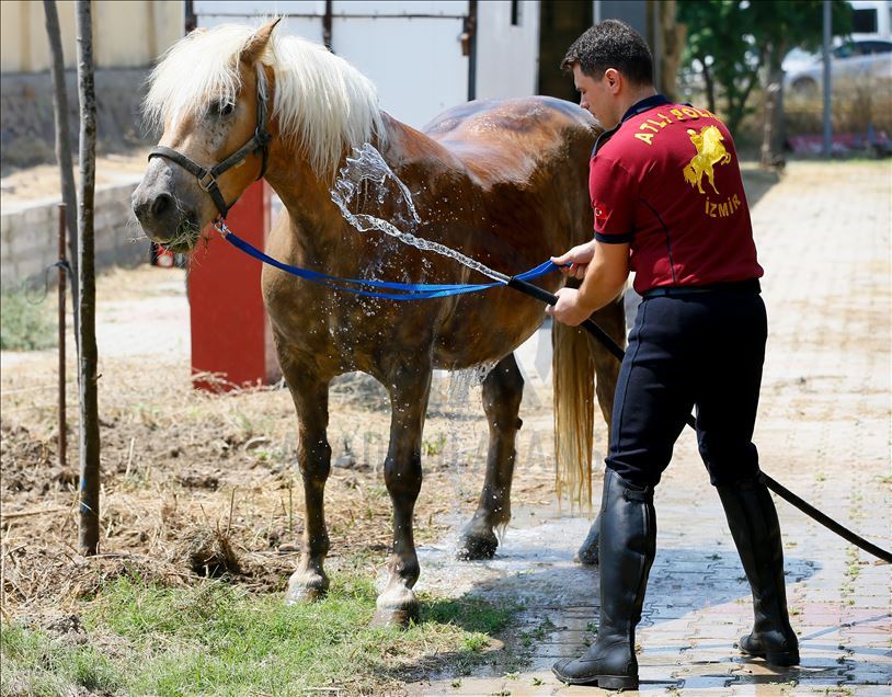 Faytondan "kurtulan" atların yeni görevi "güvenlik"