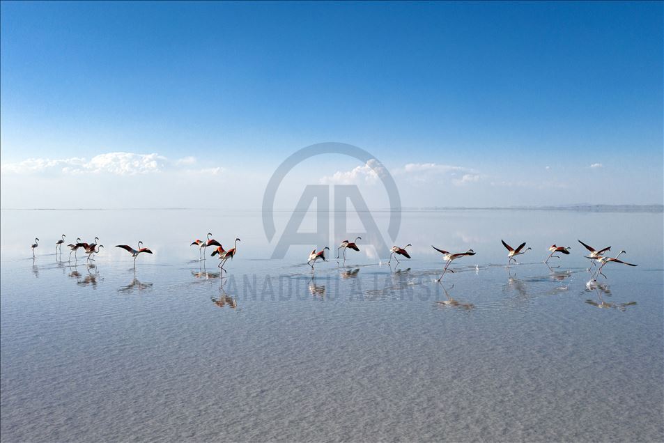 Flamingos invade Lake Tuz, creating very scenic view