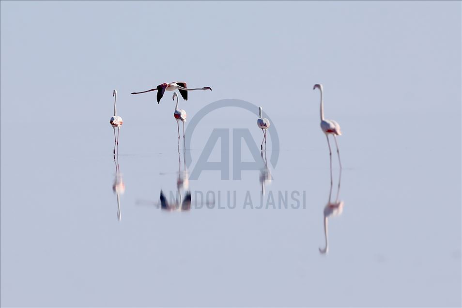 Burung flamingo di Danau Tuz, Turki