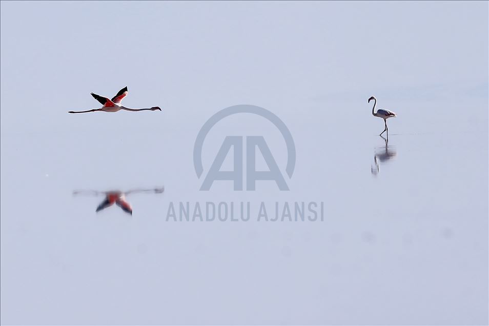 Burung flamingo di Danau Tuz, Turki