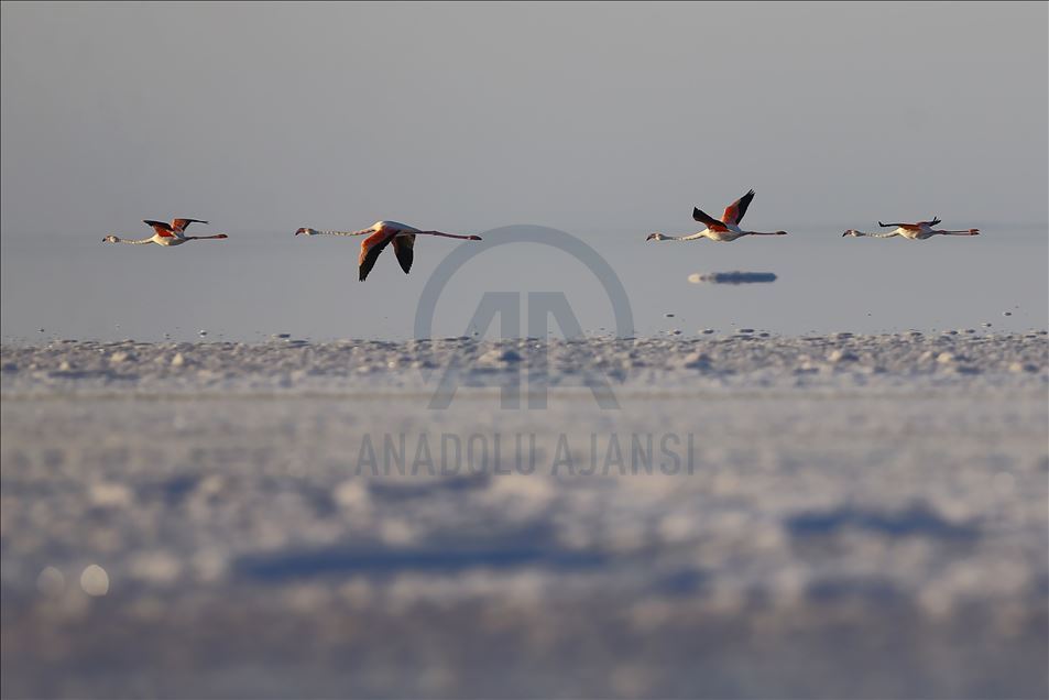 Burung flamingo di Danau Tuz, Turki