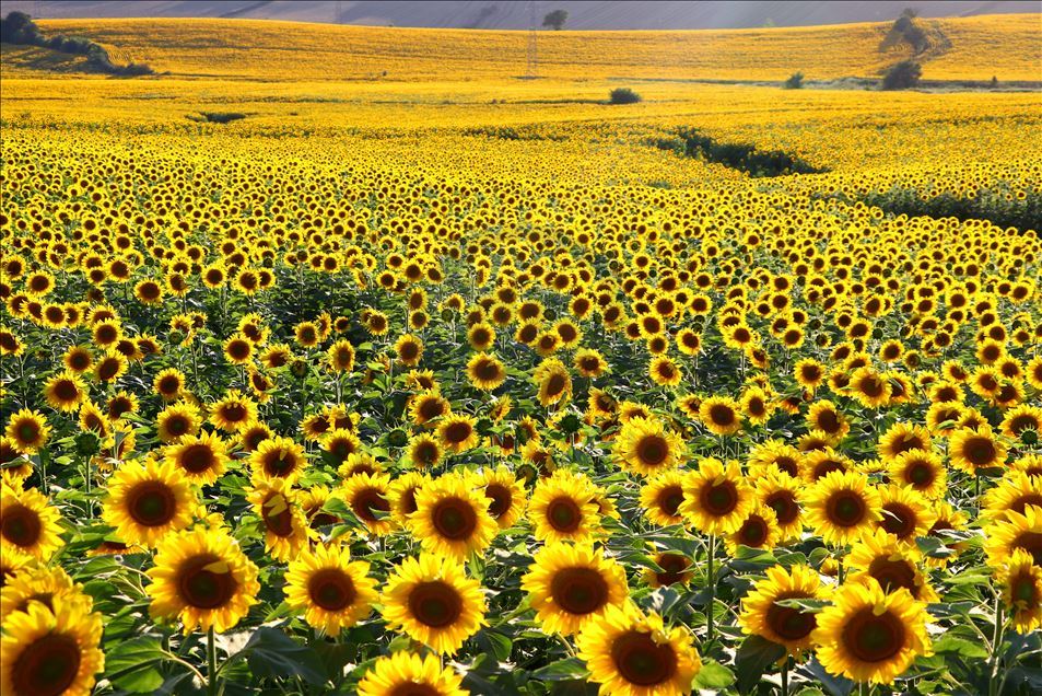 "Sarı gelin"ler fotoğraf tutkunlarını ağırlıyor
