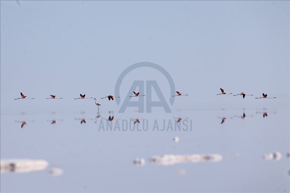 Burung flamingo di Danau Tuz, Turki