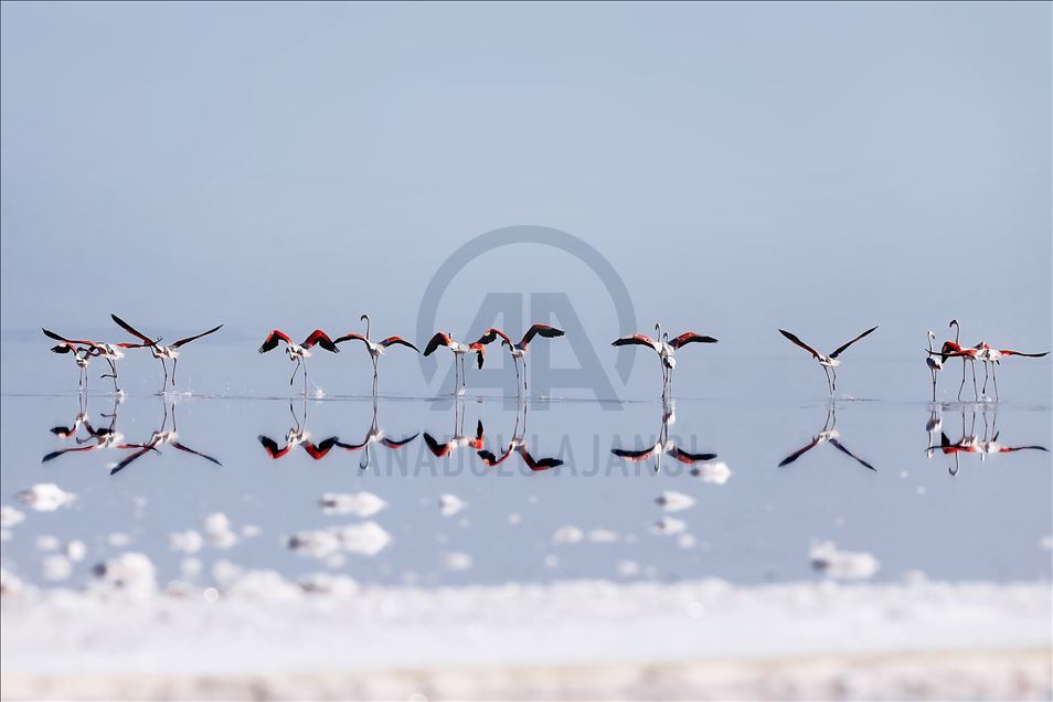 Burung flamingo di Danau Tuz, Turki