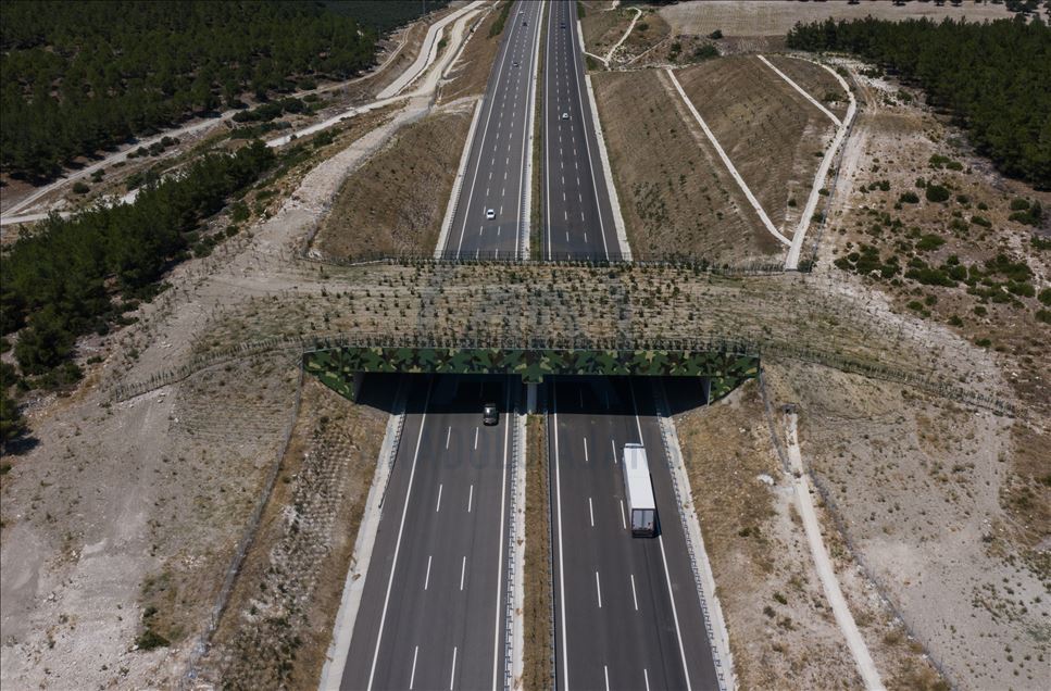 Safe passage route of wild animals in Turkey: Ecological bridges
