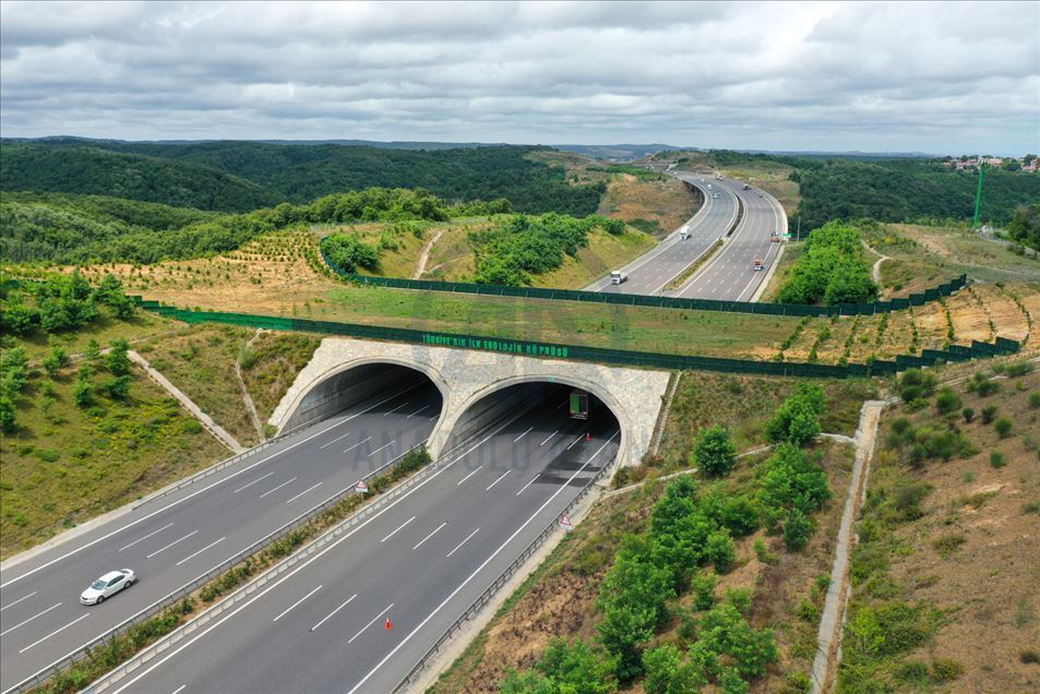 "Puentes para animales salvajes", una estrategia turca para evitar accidentes