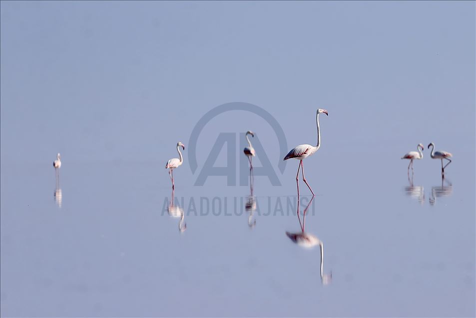 Burung flamingo di Danau Tuz, Turki