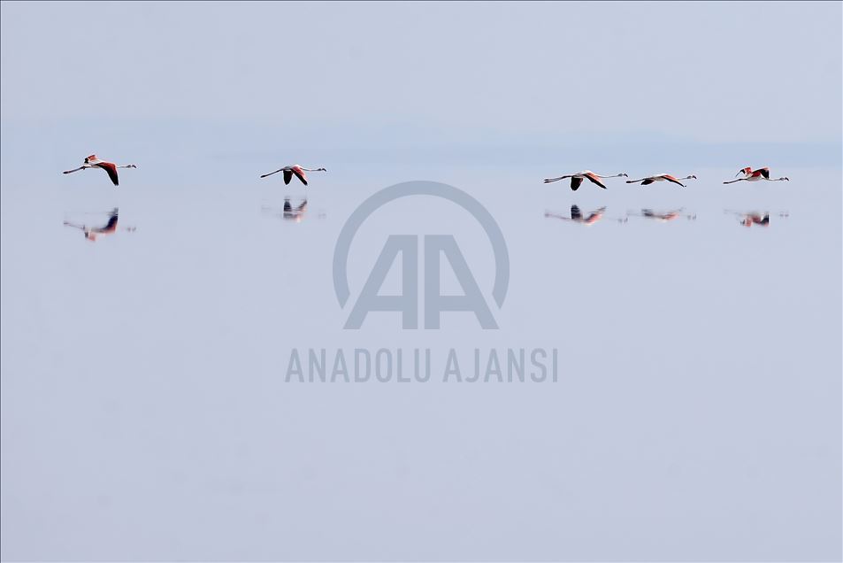 Burung flamingo di Danau Tuz, Turki