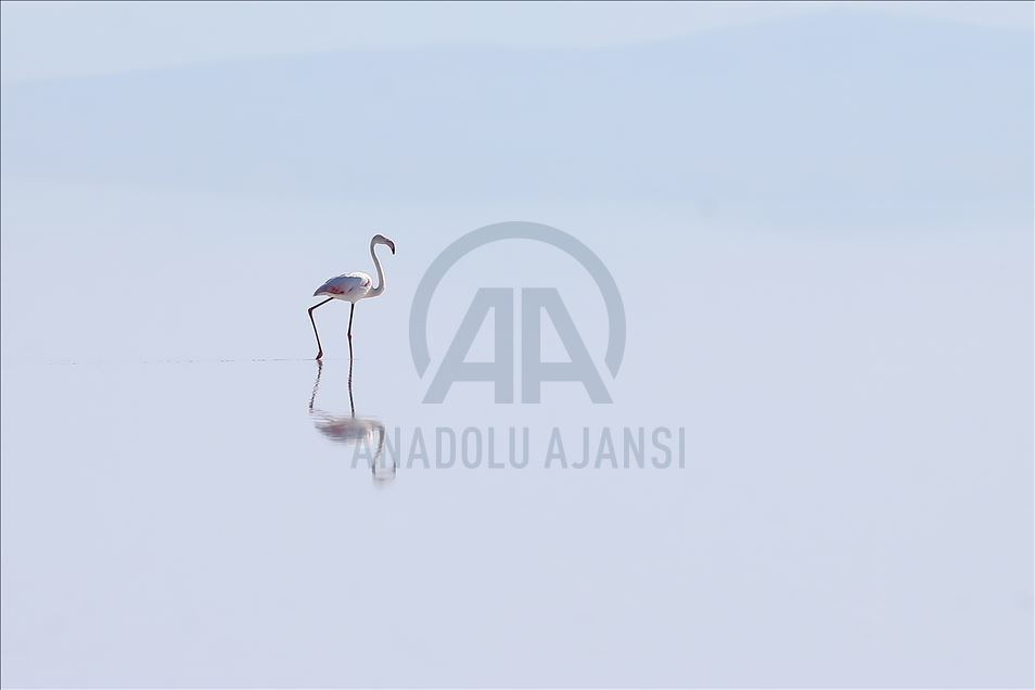 Burung flamingo di Danau Tuz, Turki