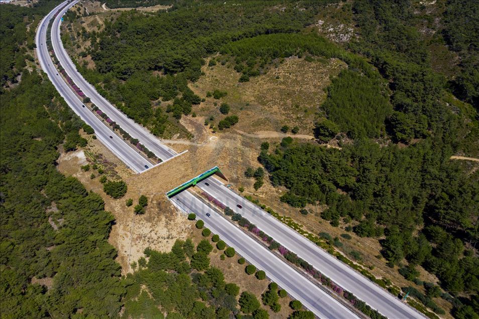 Safe passage route of wild animals in Turkey: Ecological bridges